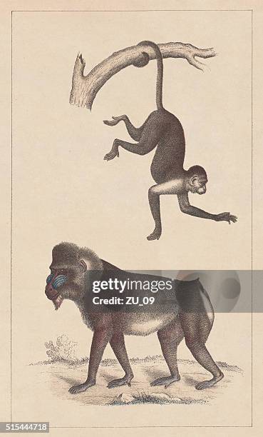 kapuziner und mandrill, lithographie, veröffentlichte im jahr 1873 - mandrill stock-grafiken, -clipart, -cartoons und -symbole