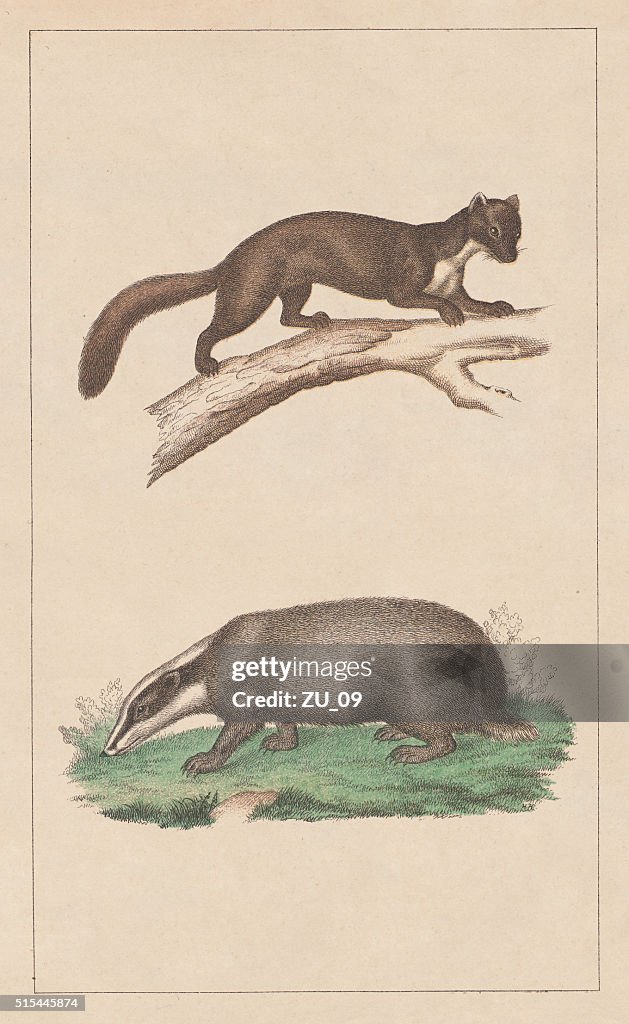 Pine marten and Badger, lithograph, published in 1873