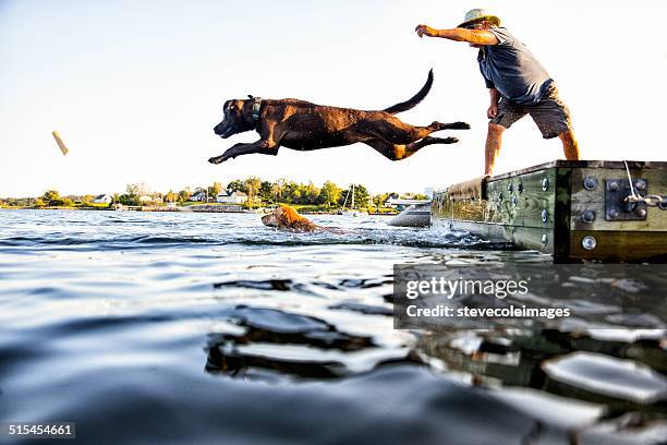 dog jumping - dog jumping bildbanksfoton och bilder