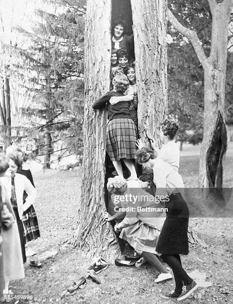 Tree Stuffing" contest to incite interest in their respective organizations, was held by the Pi Phi Sorority and Lambda Chi Alpha Fraternity at the...