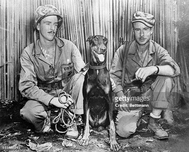 "Andy", a devil dog that is jungle trained, pointed out two strong Jap machine gun nests at the junction of Piva and Numa-Numa trails, Bougainville;...