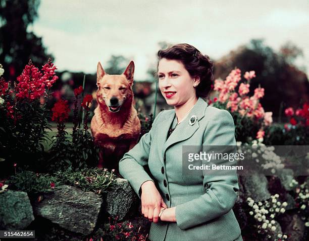 Queen Elizabeth II of England at Balmoral Castle with one of her Corgis, 28th September 1952. UPI color slide.