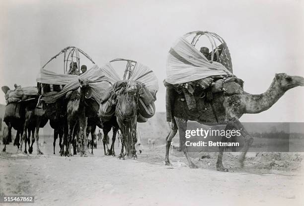 Nomadic people of Algeria, the Bassari , traveling through the Sahara Desert on camels, enroute to a new home.