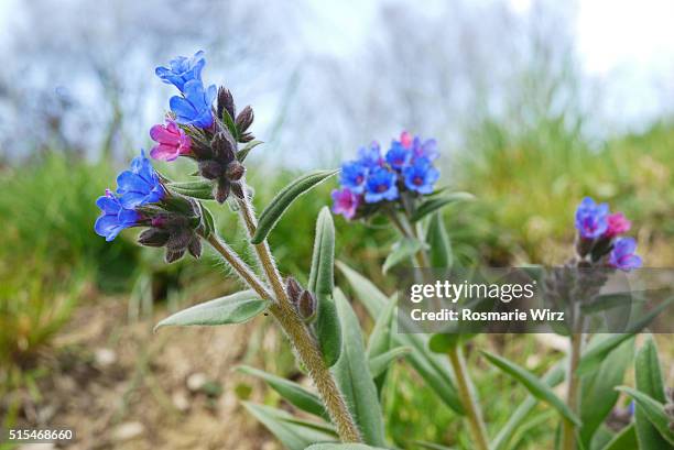pulmonaria angustifolia - narrow-leaved lungwort - blue cowslip - pulmonaria angustifolia stock pictures, royalty-free photos & images