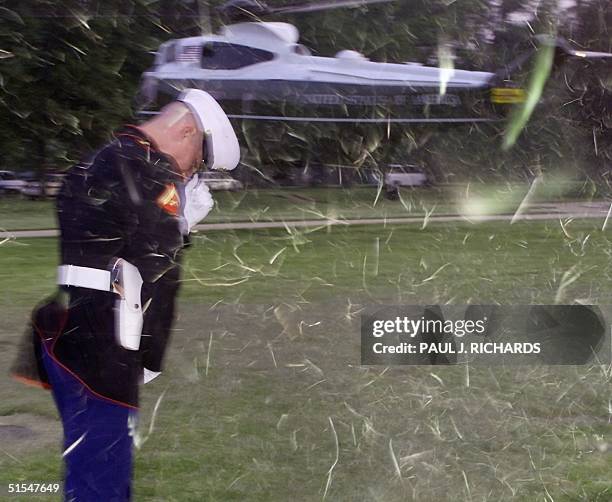 Fresh cut grass clippings whirl about a US Marine Corps Honor Guard as US President Bill Clinton's helicopter touches down on the White House grounds...