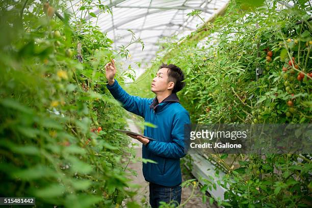 農家を用いたデジタルタブレットの温室 - tomato harvest ストックフォトと画像
