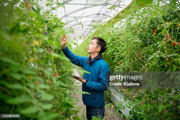 farmer using a digital tablet in a greenhouse - agriculture research stock pictures, royalty-free photos & images