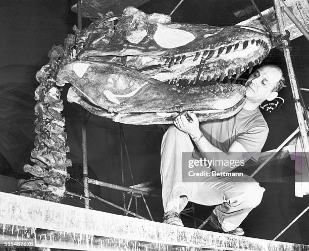 Orville Gilpin, chief fossil curator at the Chicago Natural History Museum, inspects the skull of a rare Gorgosaurus, which existed some 75 000 years...