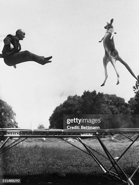 Getting some extra spring in her step, "Victoria,"a giant red kangaroo, displays perfect forms as she bounces on a trampoline at Yonker, New York....