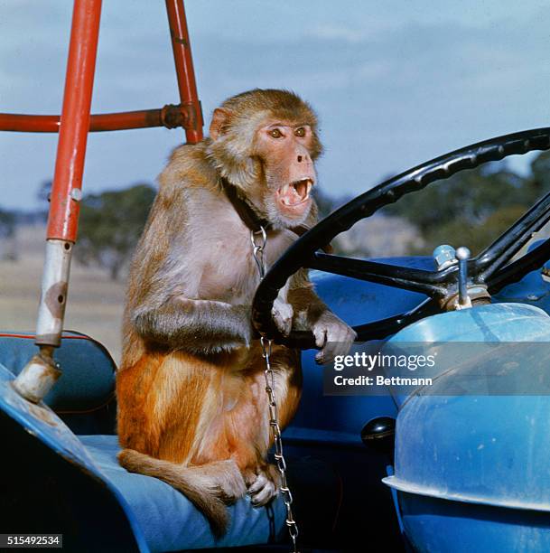 Monkey Ride Tractor 973 Australian Tractor Stock Photos, High-Res Pictures, and Images ...
