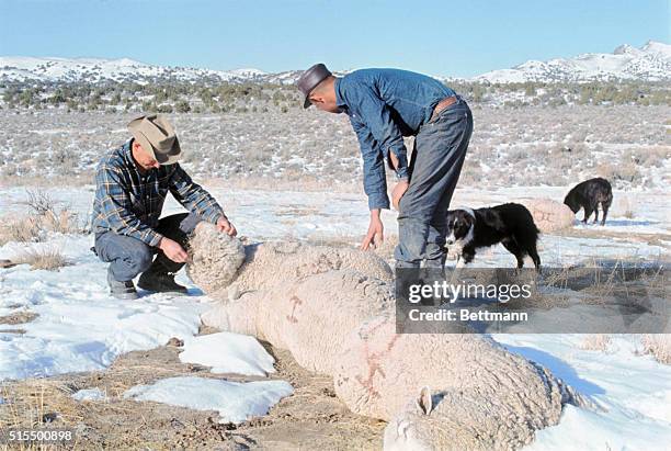 The two sheep herders pictured here are Joe Oturrutia and Enrique Edexpuru . They are both Basque shepards from Spain who are looking over the...