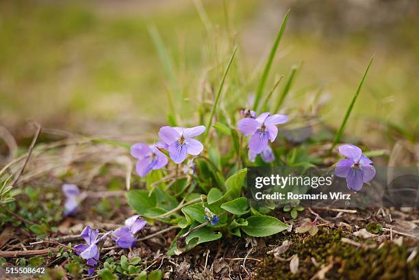 viola odorata or sweet violet, common violet - viola odorata stock pictures, royalty-free photos & images