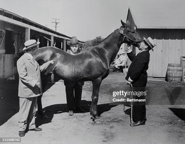 The Three Stooges inspect a horse.