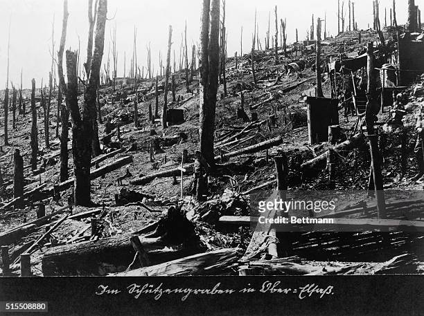 Alsace-Lorraine, France- No Mans Land... Picture shows the destroyed forest in the Alsace-Lorraine during World War I. Undated photo. BPA2# 5596.
