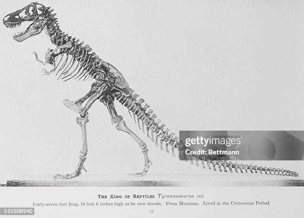 The king of reptiles, a skeleton of a Tyrannosaurus rex, measuring forty-seven feet long, eighteen feet six inches high, as he now stands. The...