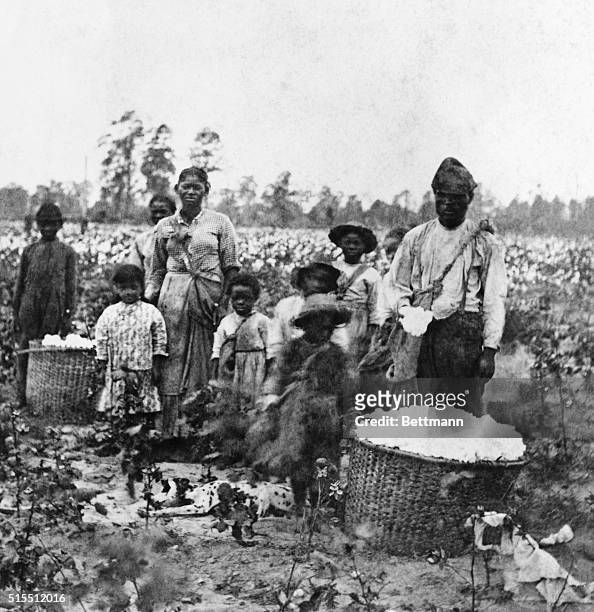 Eight children stand near an adult man and woman in a cotton field with large baskets of cotton before them, near Savannah, Georgia, part of a...