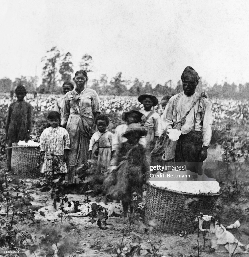 Enslaved Family In Cotton Field near Savannah