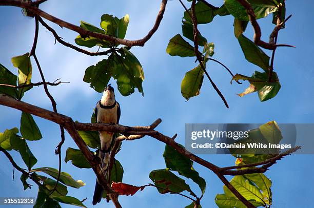 white throated magpie-jay - 尼科亞半島 個照片及圖片檔