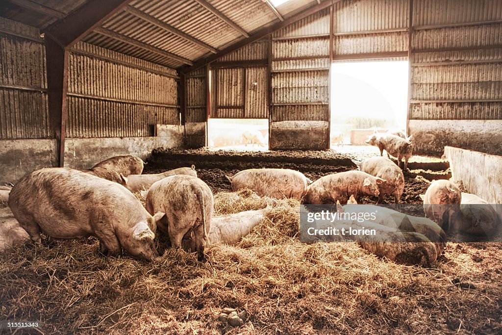 Female pigs on eco farm.