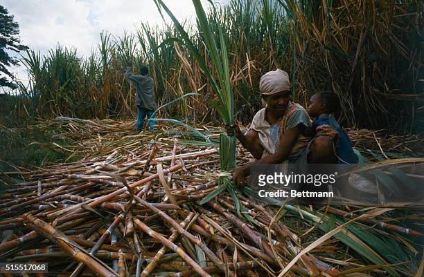 Haitian woman, a sugar cane worker keeps her baby with her as she works in the fields as a part of the Rum factory process.