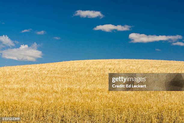 palouse wheat fields - leckert 個照片及圖片檔