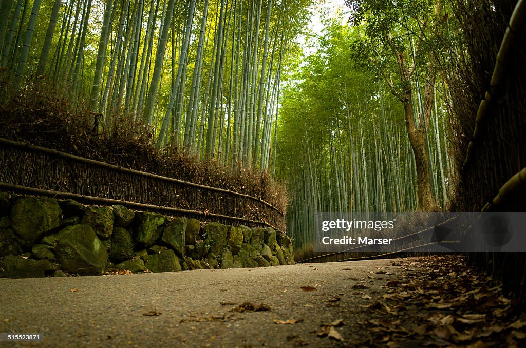 Bamboo grove