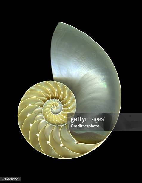 Half A Shell 23 Half A Nautilus Shell Stock Photos, High-Res Pictures, and Images ...