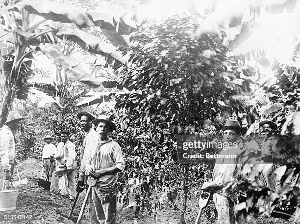 Scenes on Coffee Plantation at Costa Rica. Laborers cultivating the plants.