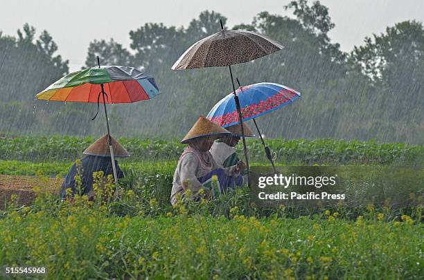 Farmers While Raining 6,846 Farmer Rain Stock Photos, High-Res Pictures, and Images - Getty ...