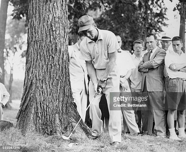 Arnold Palmer of Cleveland, now hailed as the player to beat in the National Amateur at Country Club of Detroit, shooting from beneath a tree on the...