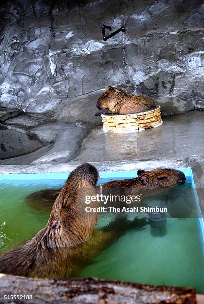 Spring Capybara Capybara Hot Spring Photos and Premium High Res Pictures - Getty Images