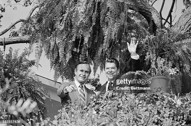 Pacific Palisades, California: President elect Ronald Reagan and Vice president elect George Bush wave to newsmen from between the trees at the...