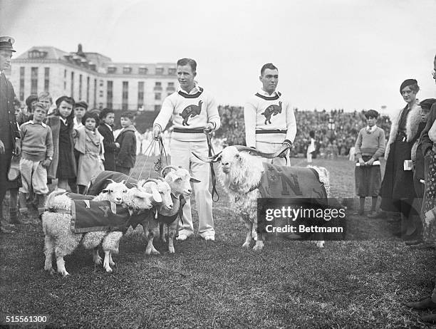 Annapolis, Maryland: Navy Sunk By Columbia Footballers, 7-6. The famed Navy mascots failed to get Columbia's goat, but had the tables turned on...