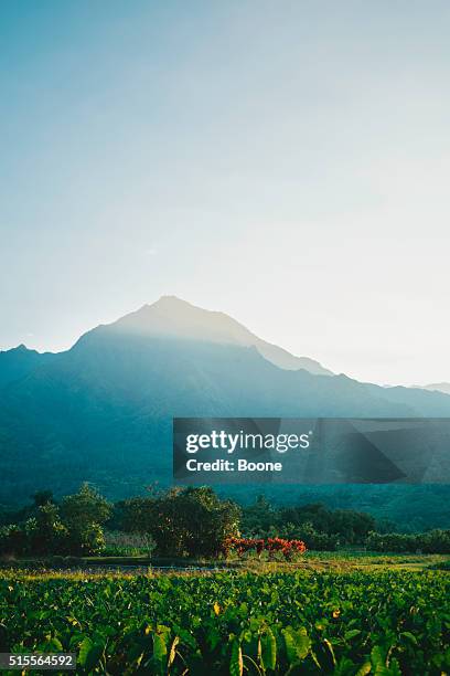 taro paddy at hanalei lookout in the evening - hanalei stock pictures, royalty-free photos & images