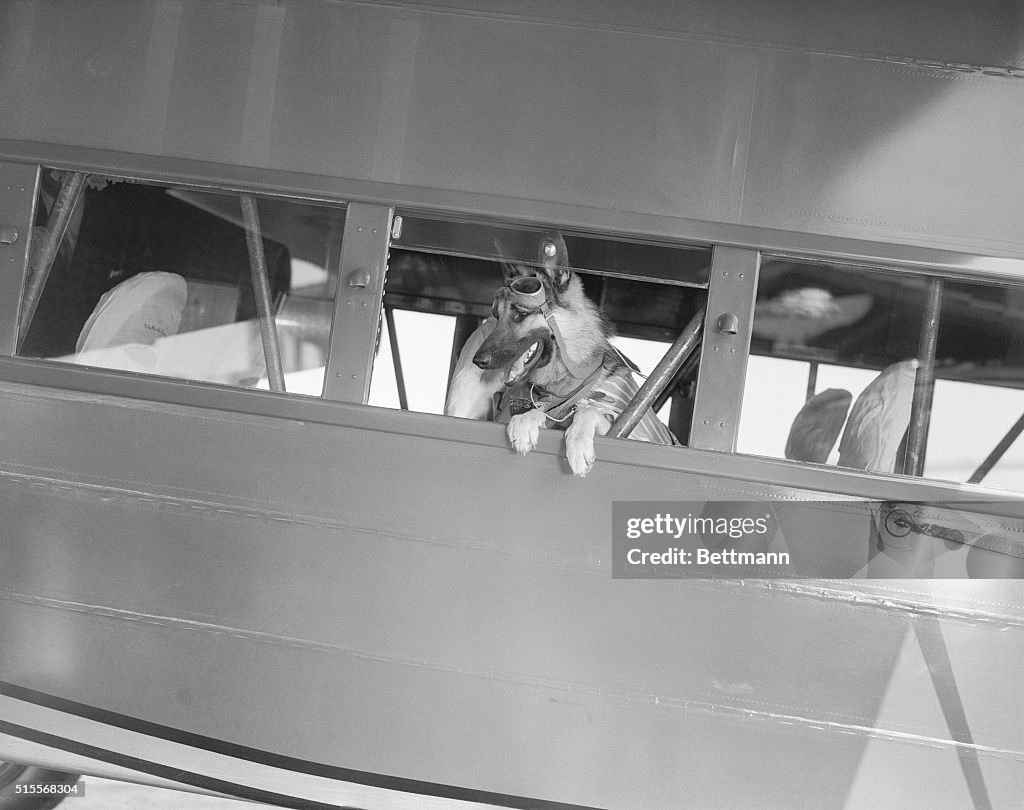 Rin Tin Tin Posing in Airplane