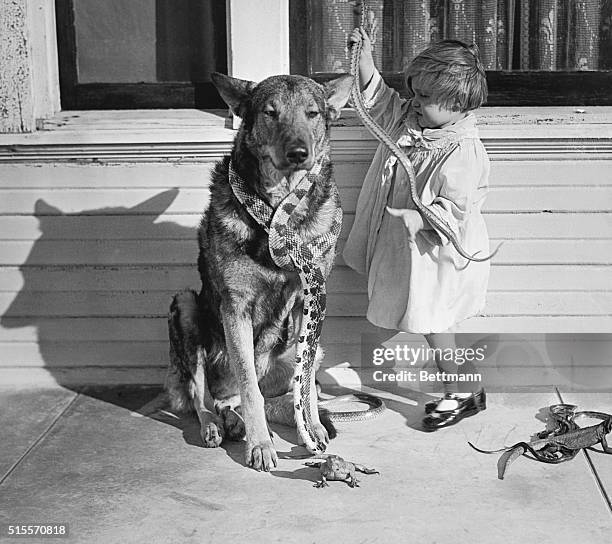 Long Beach, California: Child With Snakes. Putting The "Pet" In Her Petology! Little two year old Helene Schuback of Long Beach, California, would...