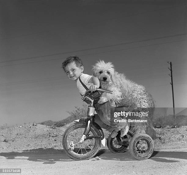 Dog biking on tricycle