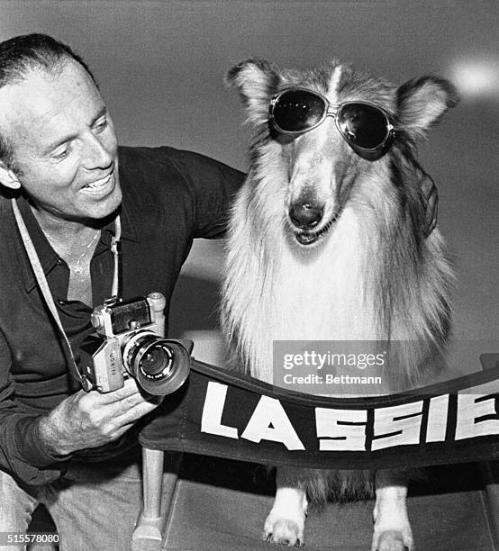 Hollywood: Lassie, who begins production shortly in her first full length feature film since 1951, "Lassie, My Lassie," literally turns "Hollywood"...