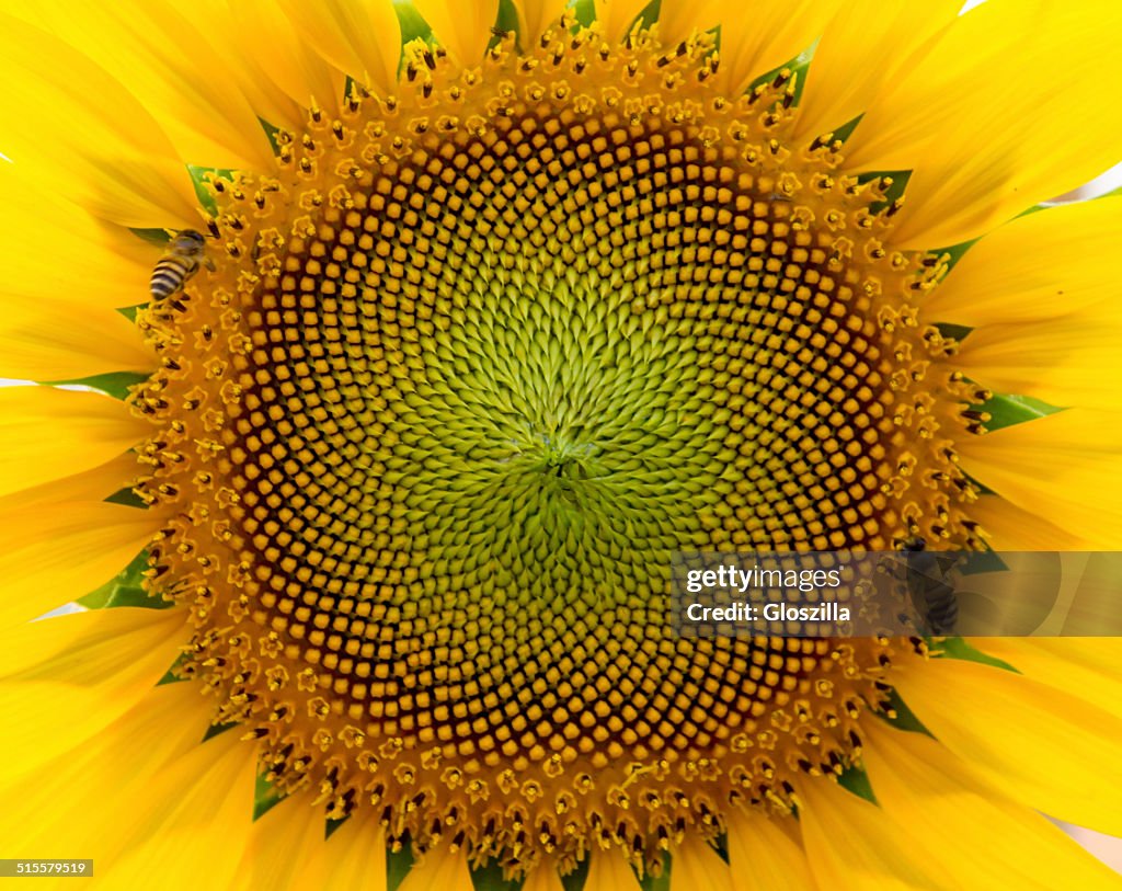 Beautiful warm sunflower close
