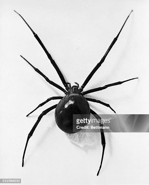 The black widow is probably the deadliest of insects. Her bite is 15 times more potent than that of a rattlesnake and it poisons the human nervous...