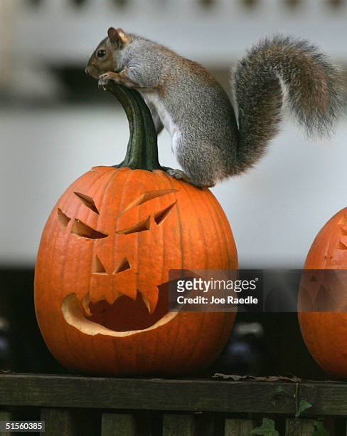 Squirrel stands on a pumpkin carved into a Halloween jack-o'-lantern October 25, 2004 in Washington, DC. Historically, glowing jack-o'-lanterns,...