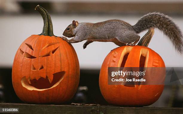 Squirrel stands on pumpkins carved into Halloween jack-o'-lanterns October 25, 2004 in Washington, DC. Historically, glowing jack-o'-lanterns, carved...