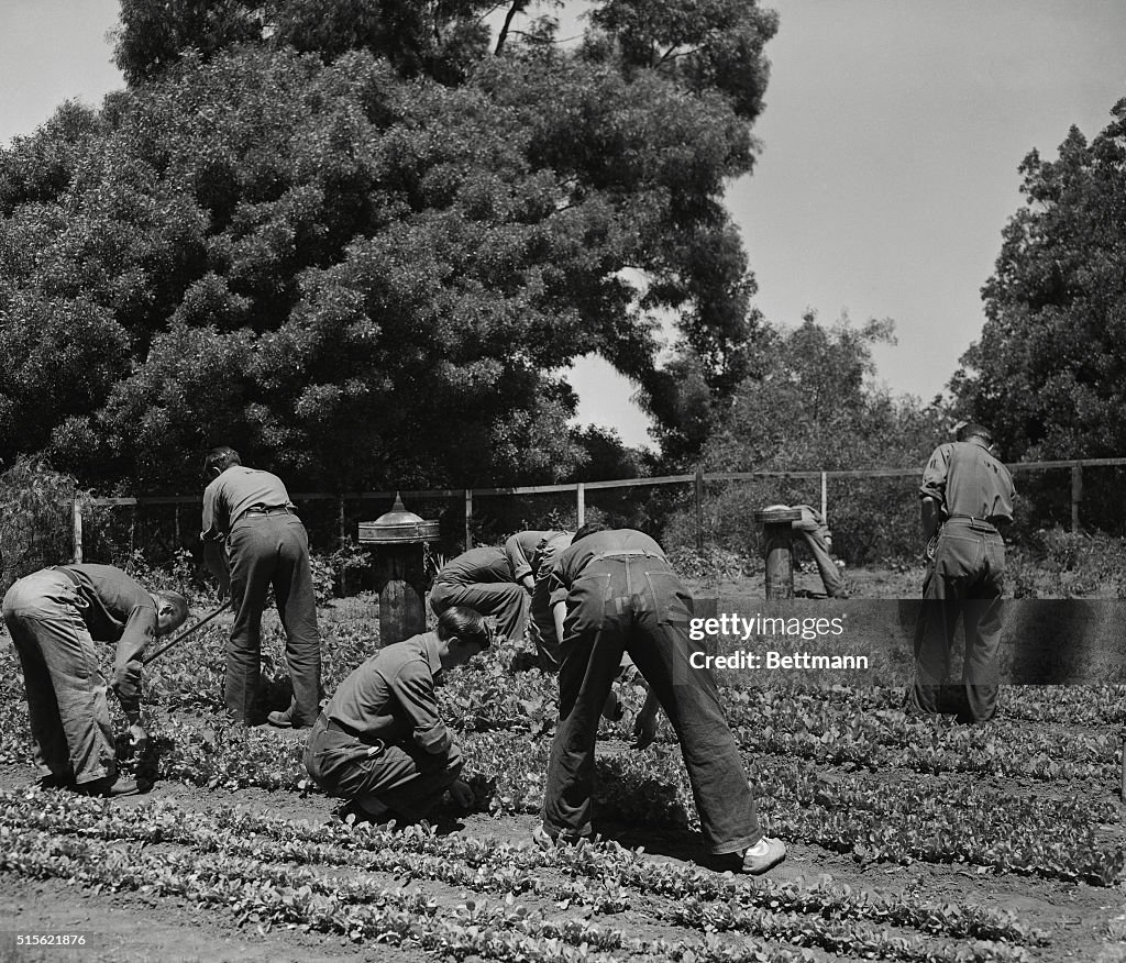 Anti-Nazi War Prisoners Working in Victory Garden