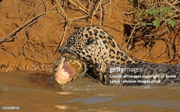 jaguar catches caiman in brazil - jaguar caiman fotografías e imágenes de stock