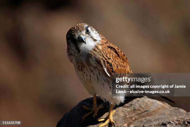 nankeen kestrel close up on cliff - nankeen stock pictures, royalty-free photos & images