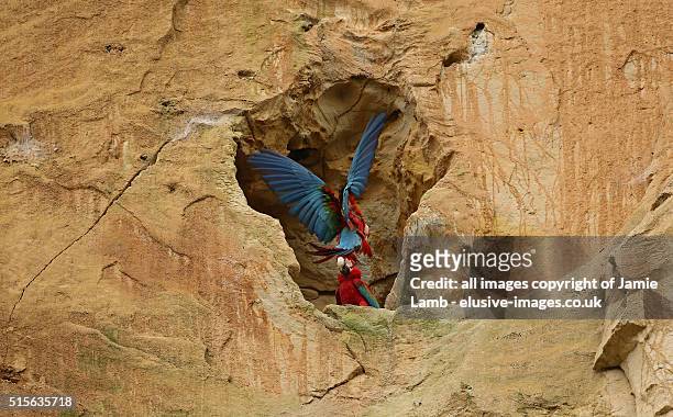 landing scarlet macaw - amazon, bolivia - madidi national park stock pictures, royalty-free photos & images