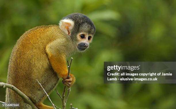 young black-capped squirrel monkey - madidi national park stock pictures, royalty-free photos & images