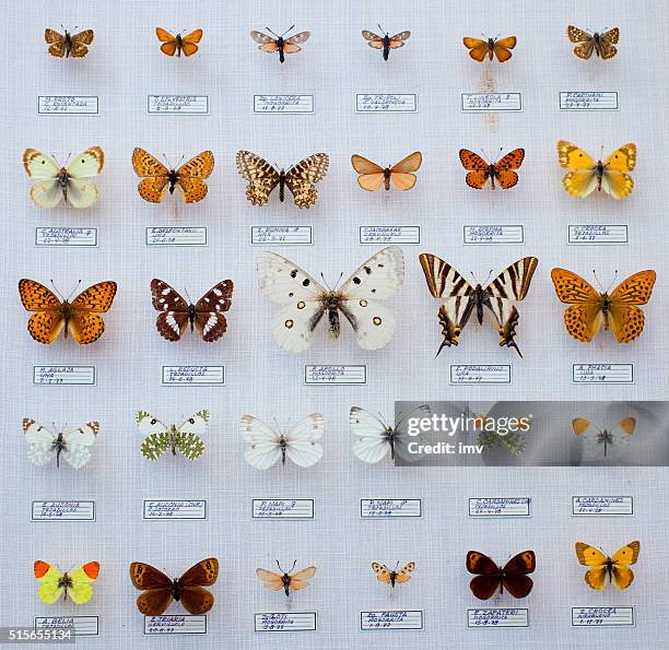 spagnolo farfalle collezione - collection foto e immagini stock