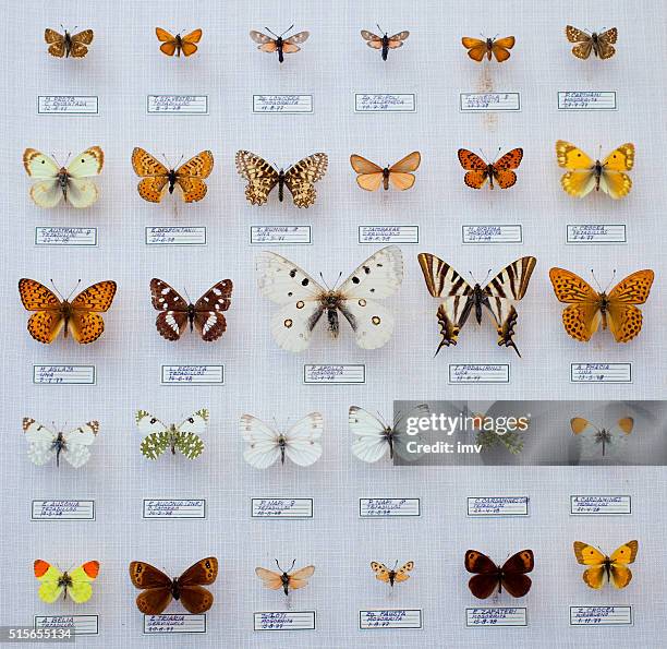 spanish butterflies collection - collection stock pictures, royalty-free photos & images