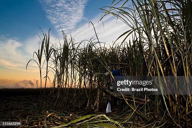 Sugarcane cutters in the field at Ester ethanol and sugar plant, Cosmopolis city region, Sao Paulo State, Brazil.